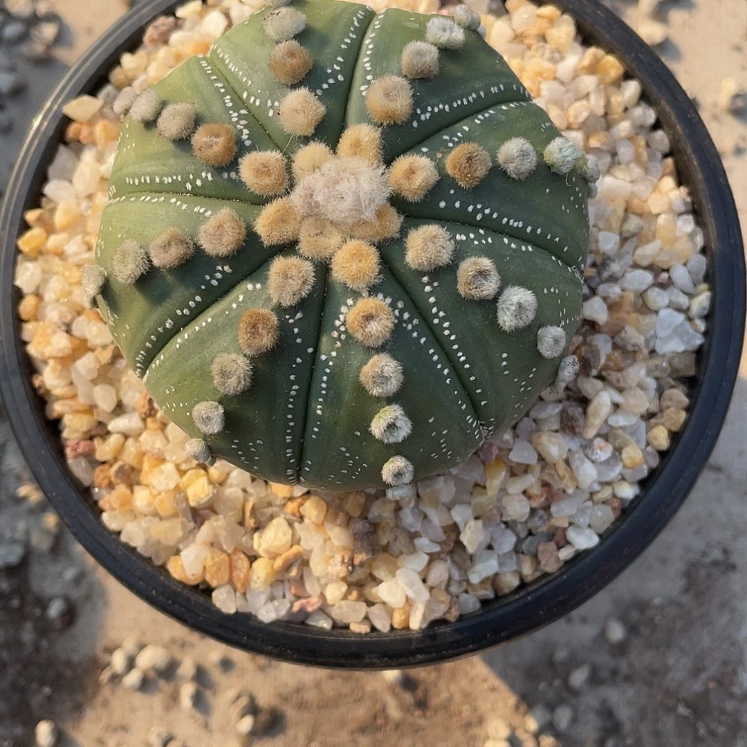 犀***牛仙人球实生毛羽立兜带盆