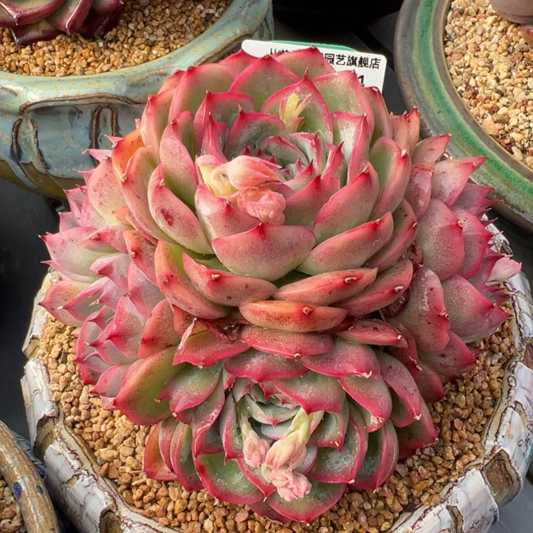 从前慢多肉精选编号0218.71