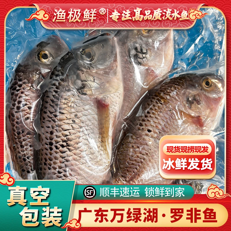 【渔极鲜】万绿湖罗非鱼-斑点非活鱼现杀顺丰全国新鲜发