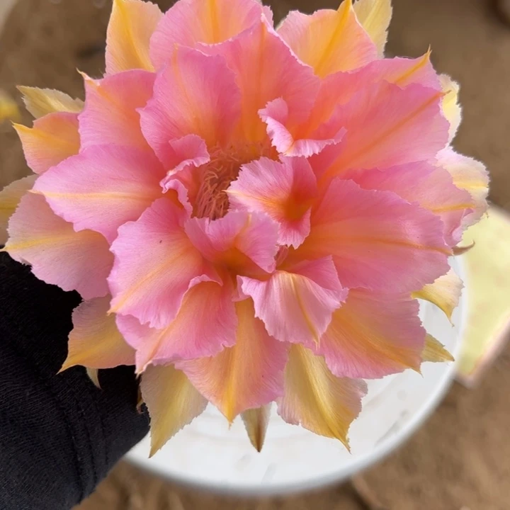 无花朵带根彩草139