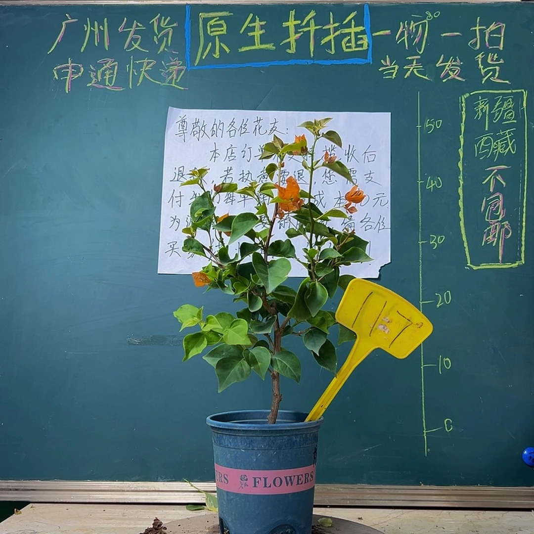 当前无花栽培后可以开花 绿叶橙  117