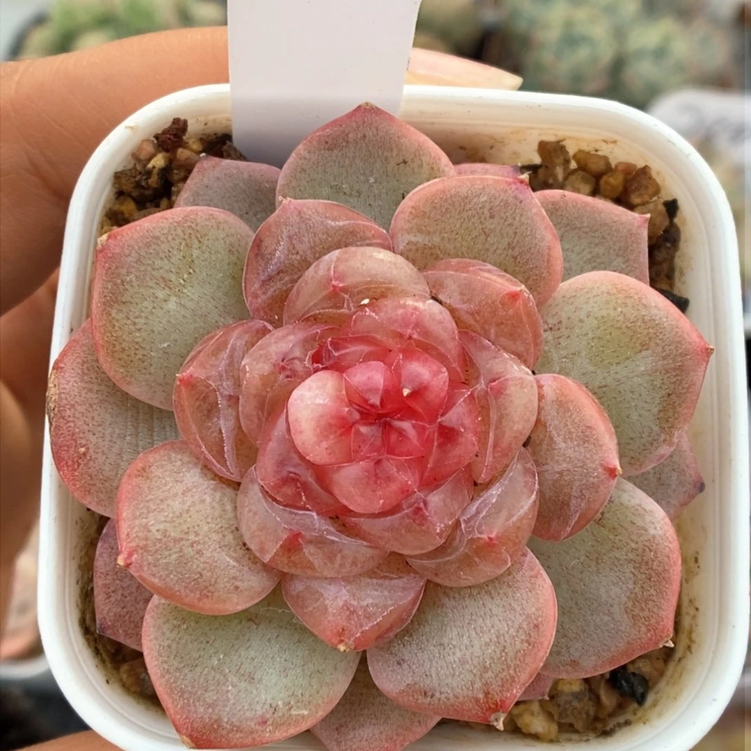 甜心可拍926号。