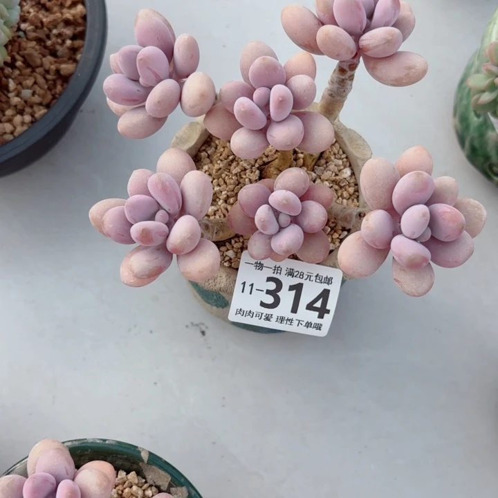 桃蛋无盆土发货无盆