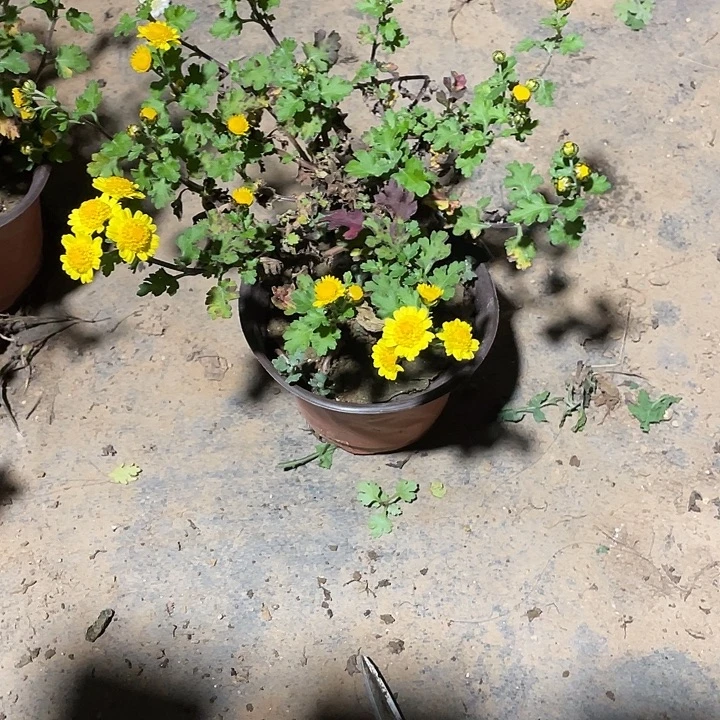 瘦***竹完全开放35哦了菊花菊花菊花