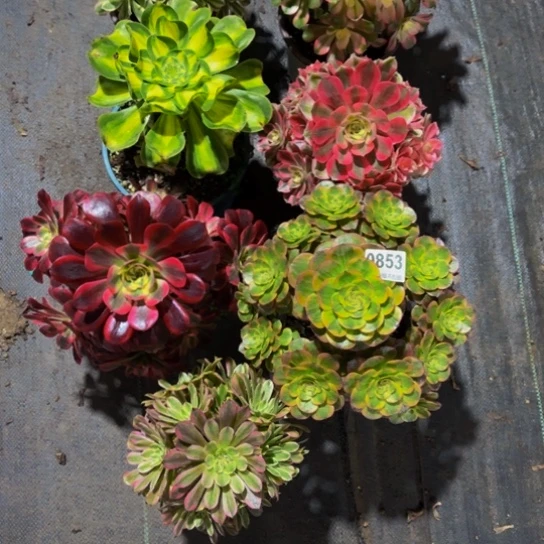 七颗组合08533333