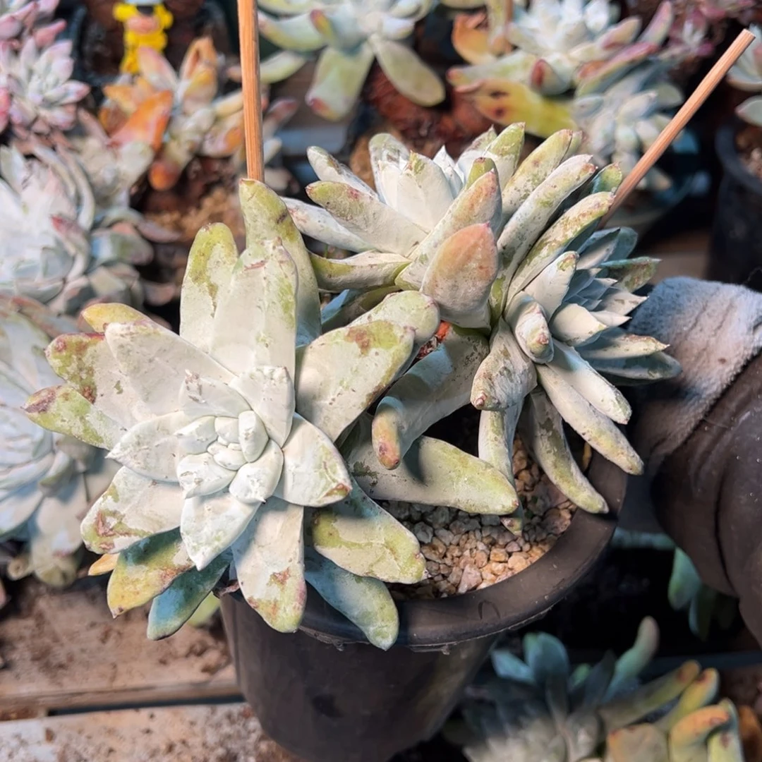 269哈哈哈哈哈哈哈哈