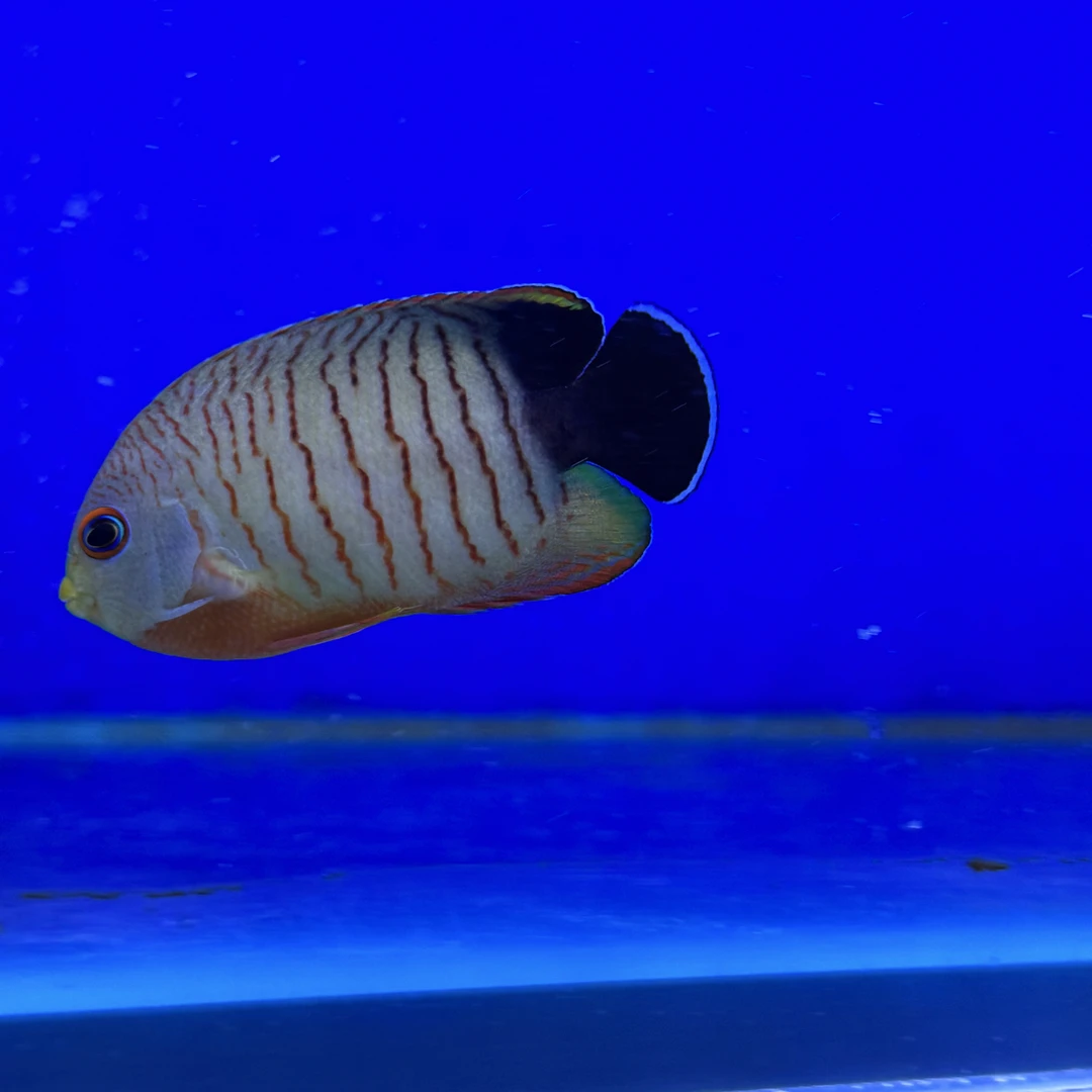 虎纹仙海水鱼观赏鱼海缸小仙