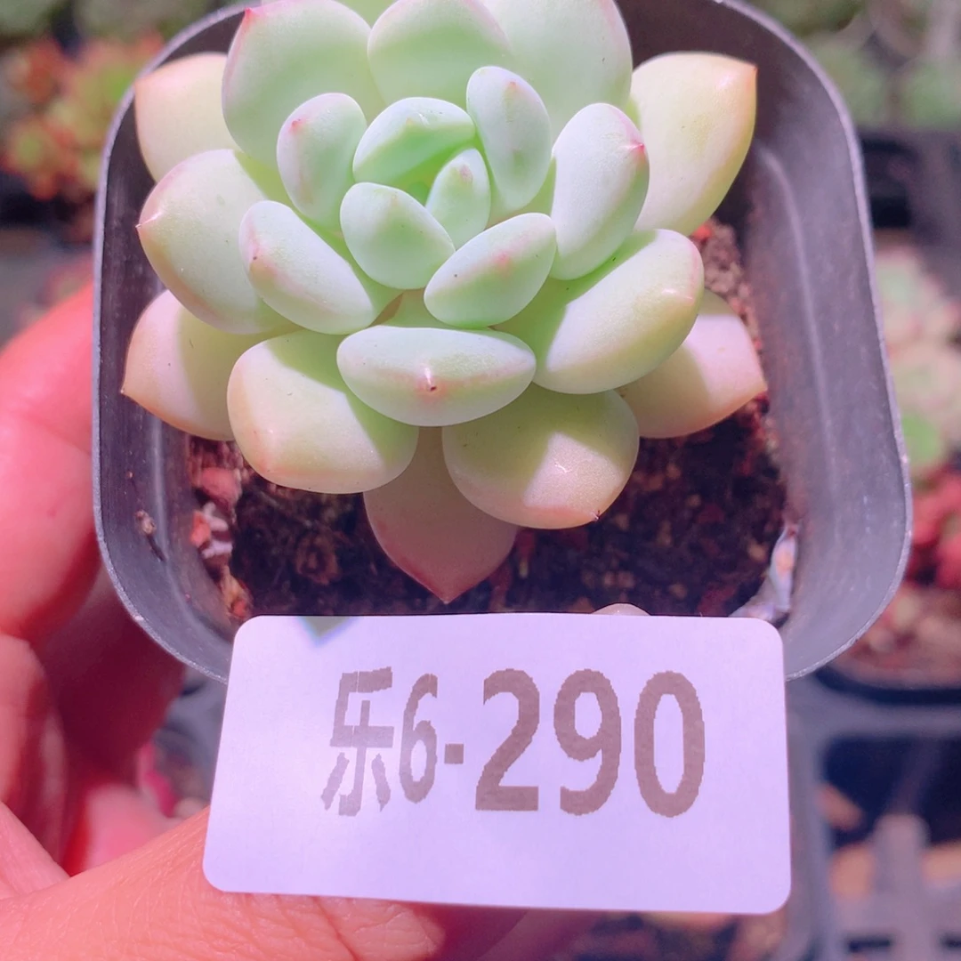 乐然6-290 玉兔单头