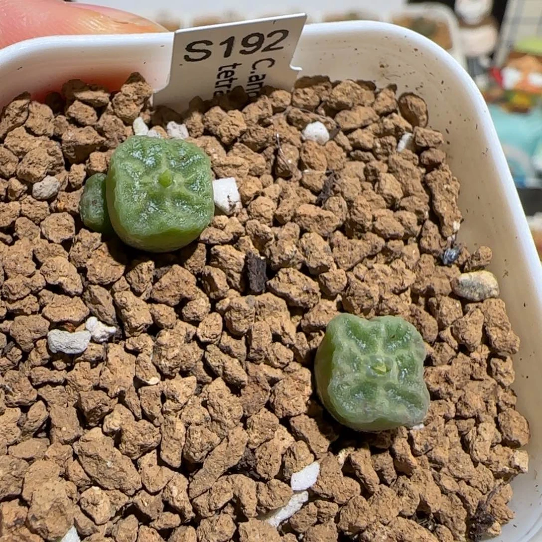 肉锥多肉植物组合-方烧一盆768