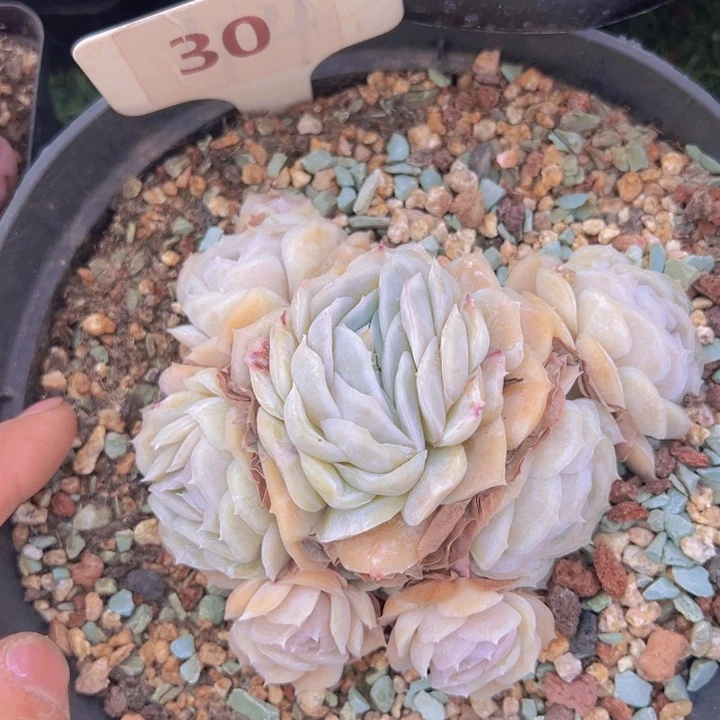 健健康康平平安安