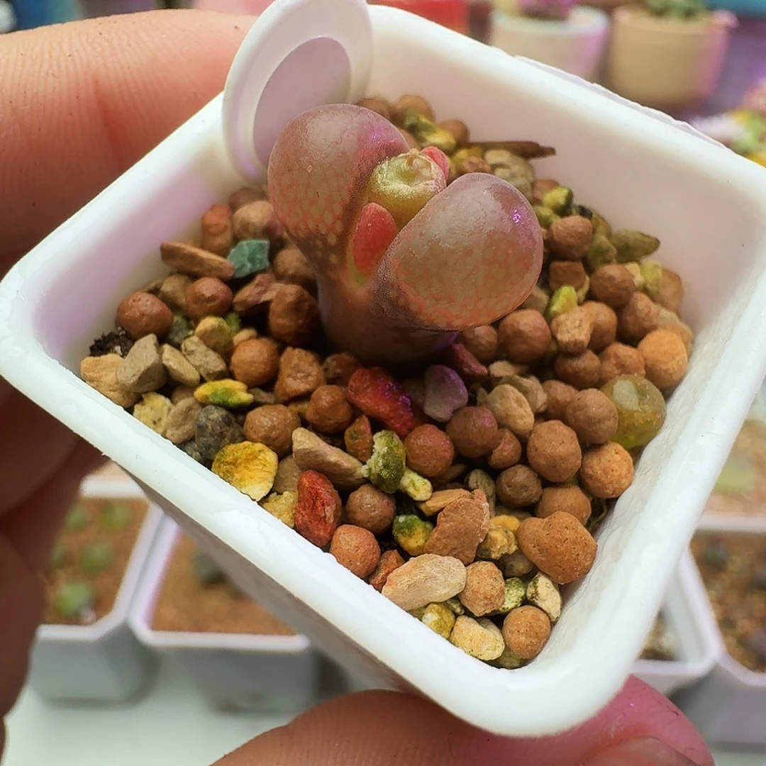 多肉植物日本原株红风铃747