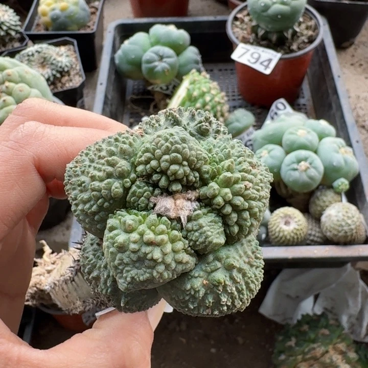 0783大尤哥斯拉牡丹仙人球