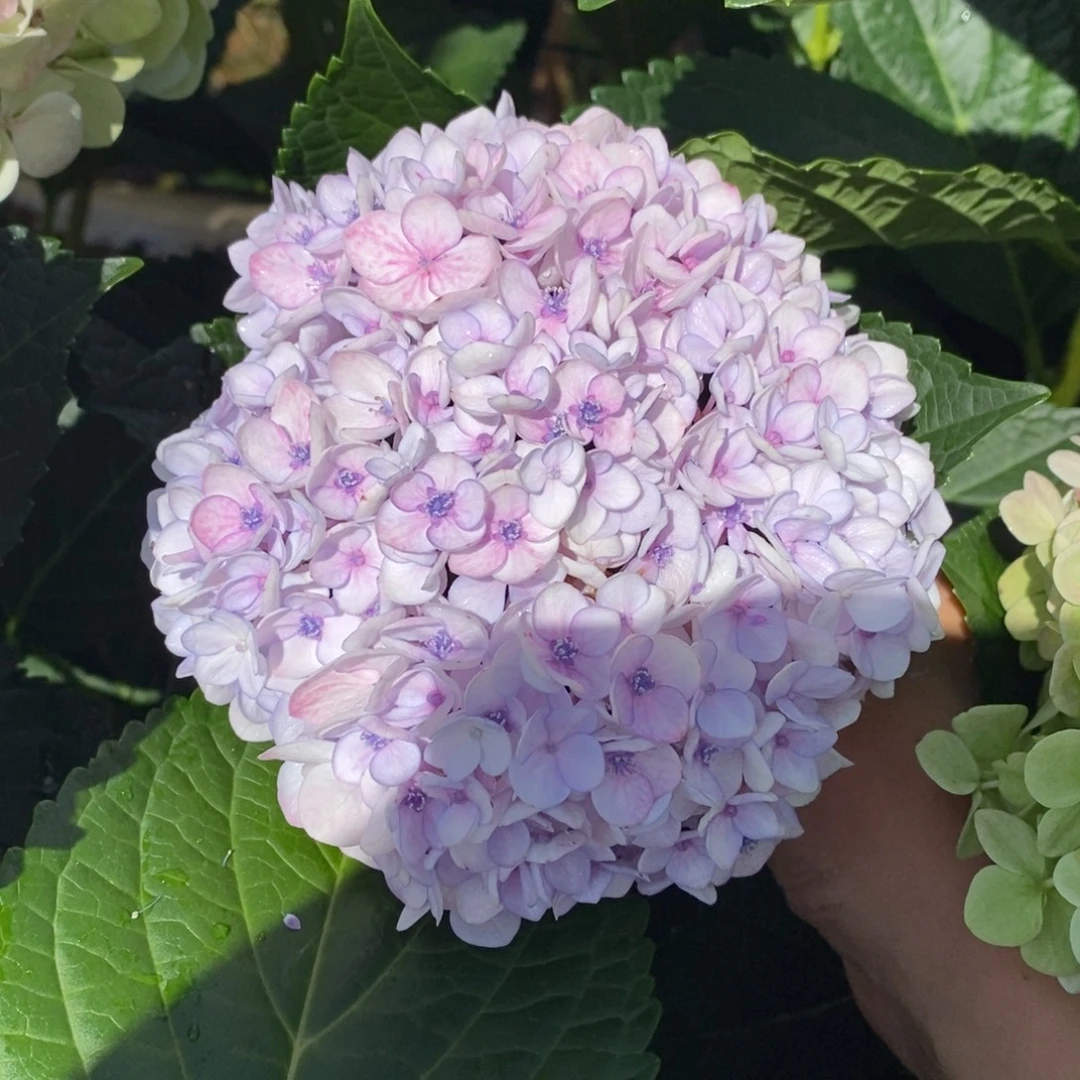 28号绣球/有色差介意勿拍/3单冷链包邮/偏远补运费发德邦空运