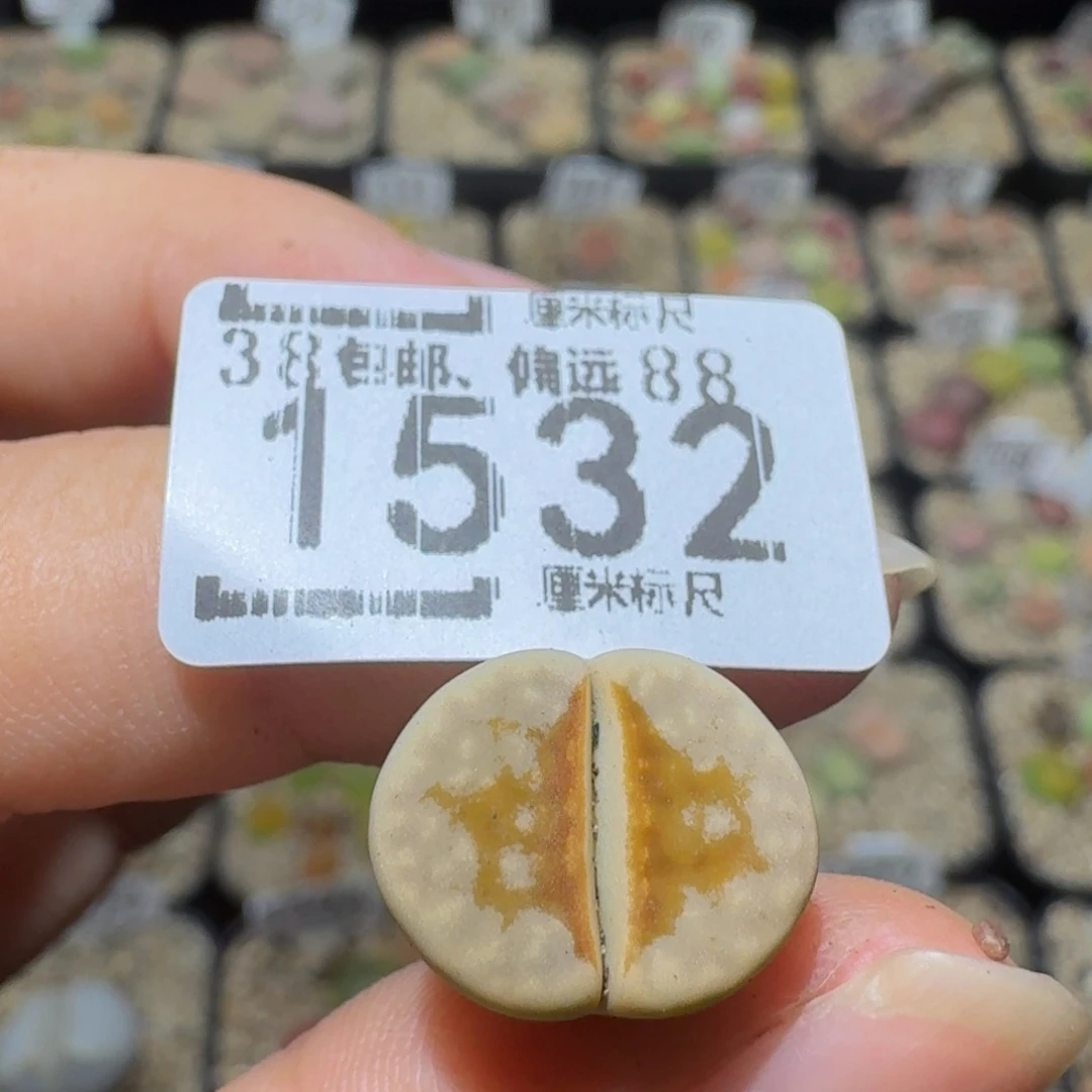 螢***虫Ssss精品生石花1532