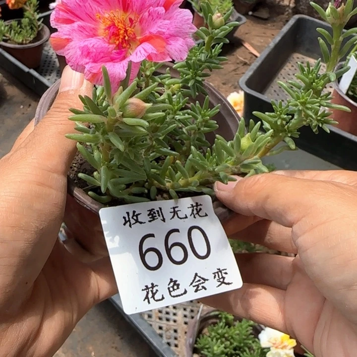 无花朵660特殊色超小苗盆口10cm
