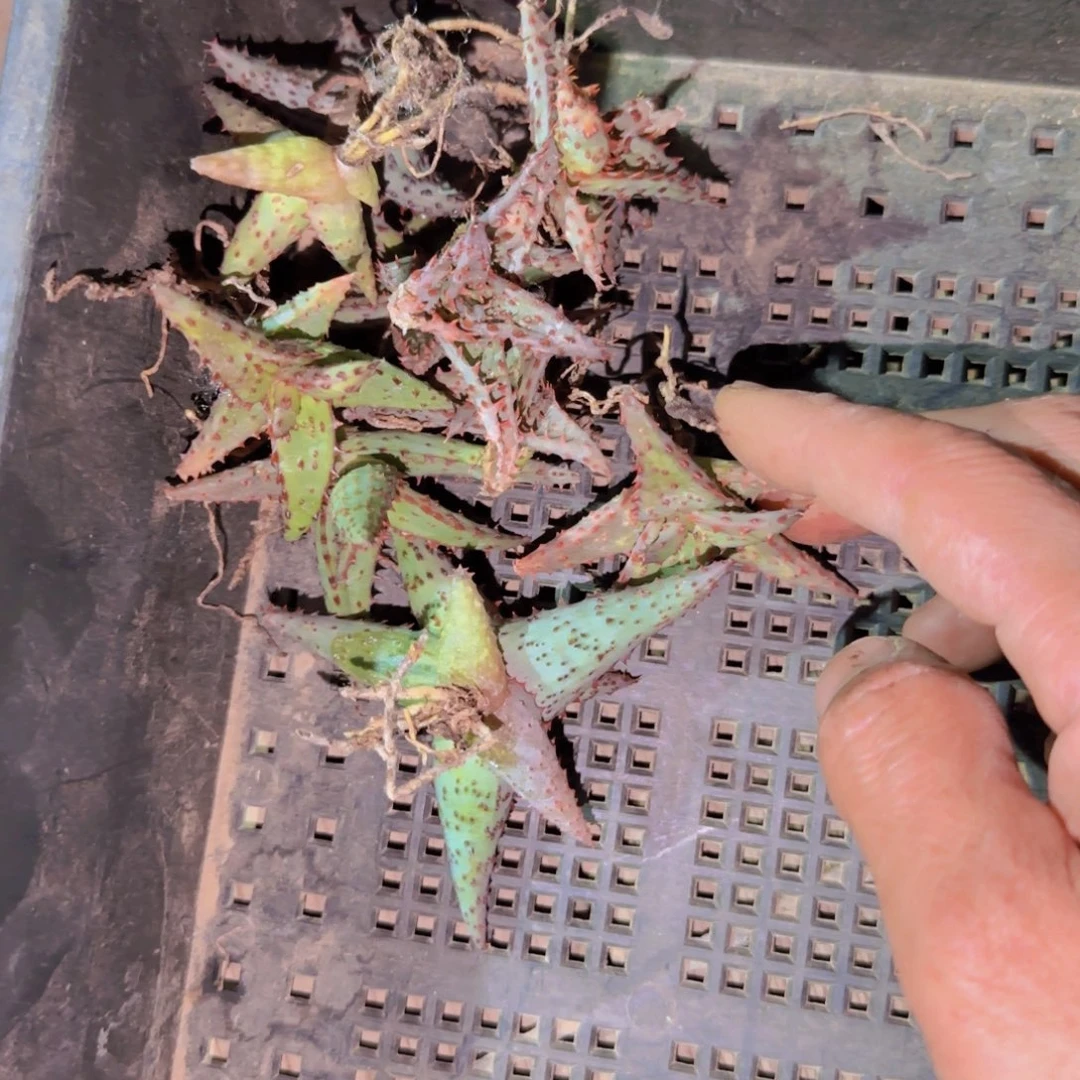 身****正块根植物块根植物块根植物