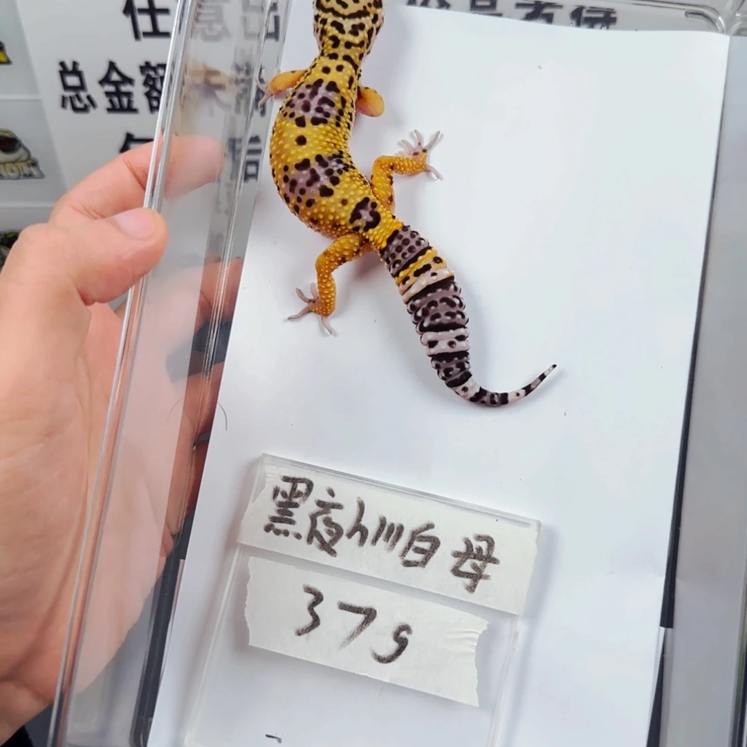 豹纹守宫豹纹守宫