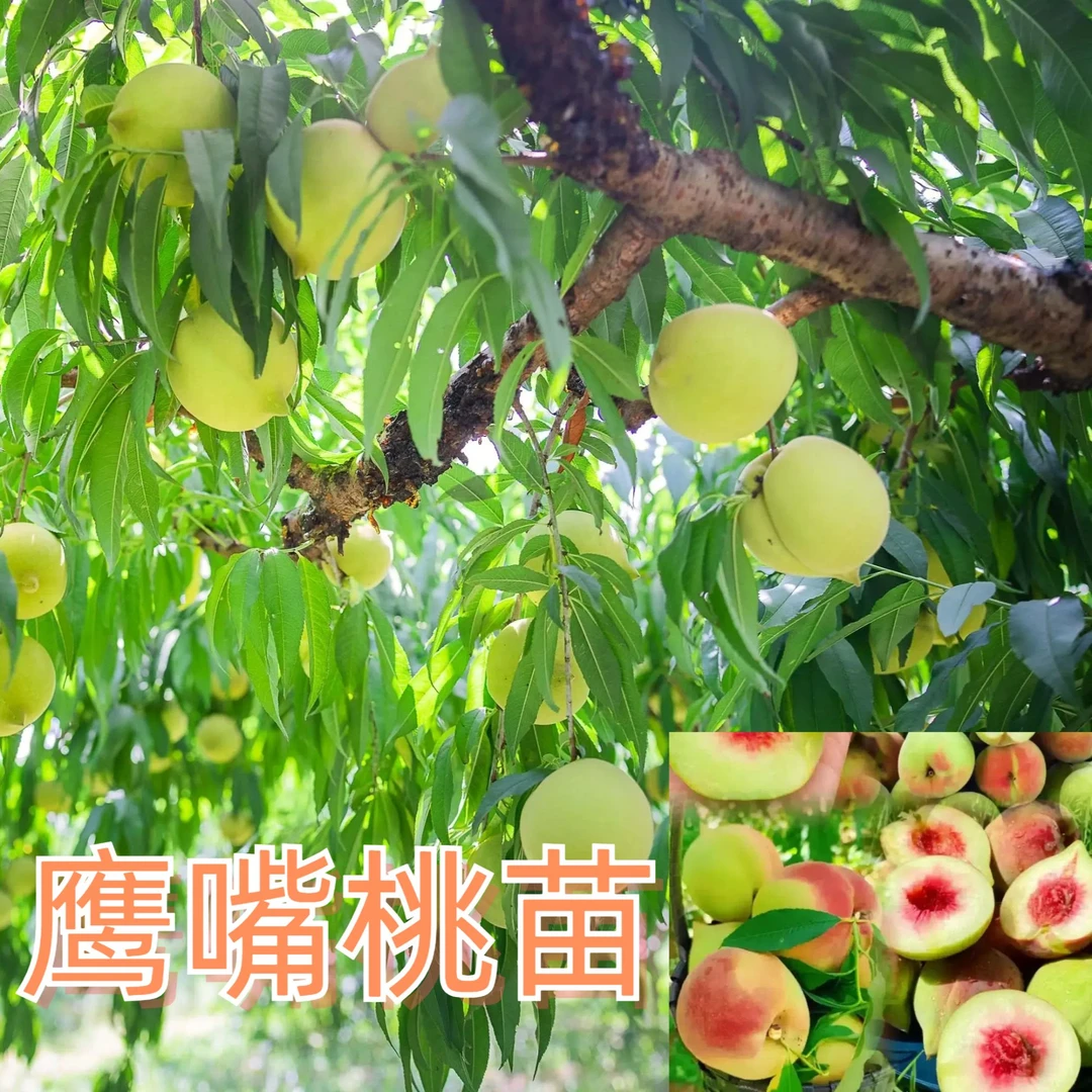 鹰嘴桃果树苗接嫁桃子树水蜜桃果苗南北方可养植物带杯 四季可种