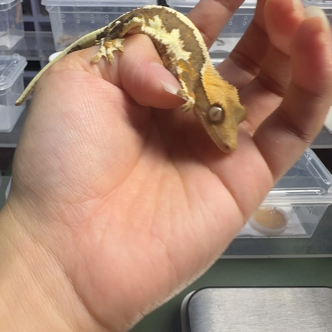 睫角守宫莉莉白亚成
