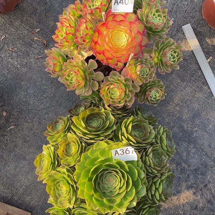 喆*吖万拉丝367海王404 多肉植物寄养两颗