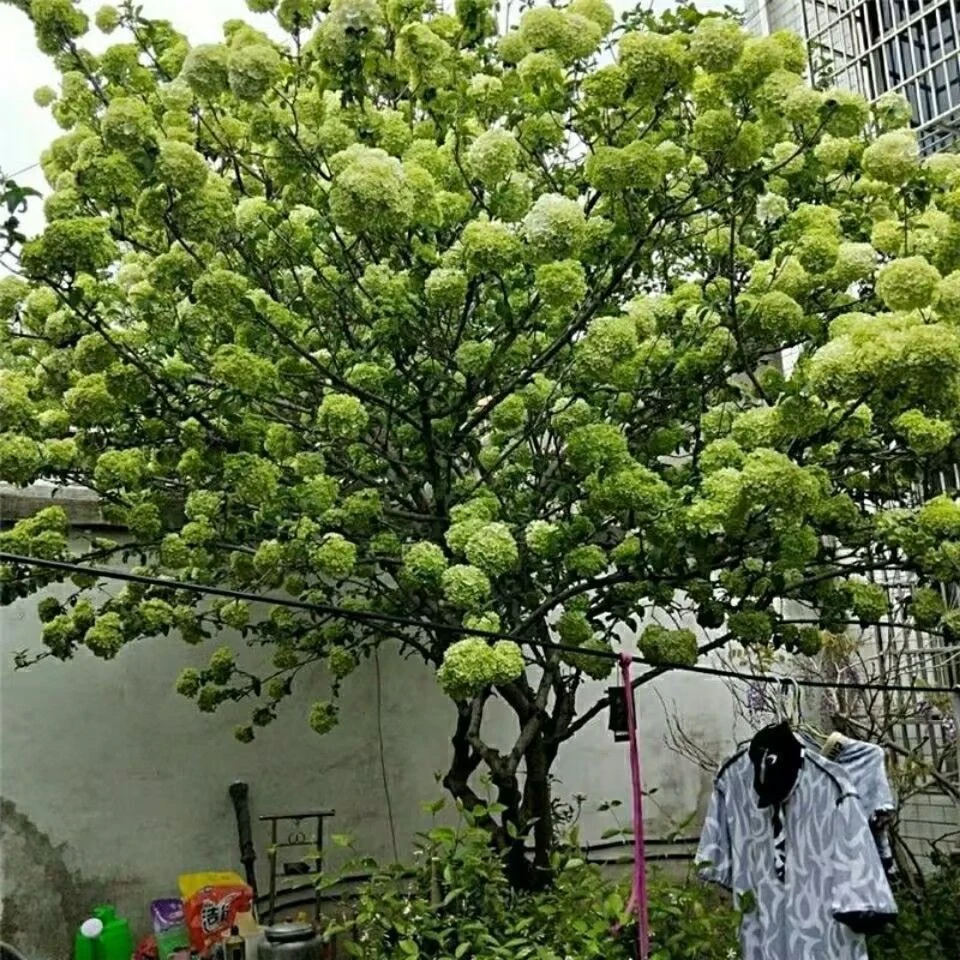 中华木绣球大花斗球名贵花树庭院別墅种植耐寒耐热适合南北方种植