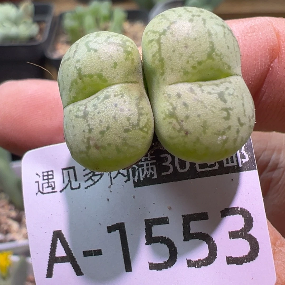 多肉植物11111111111