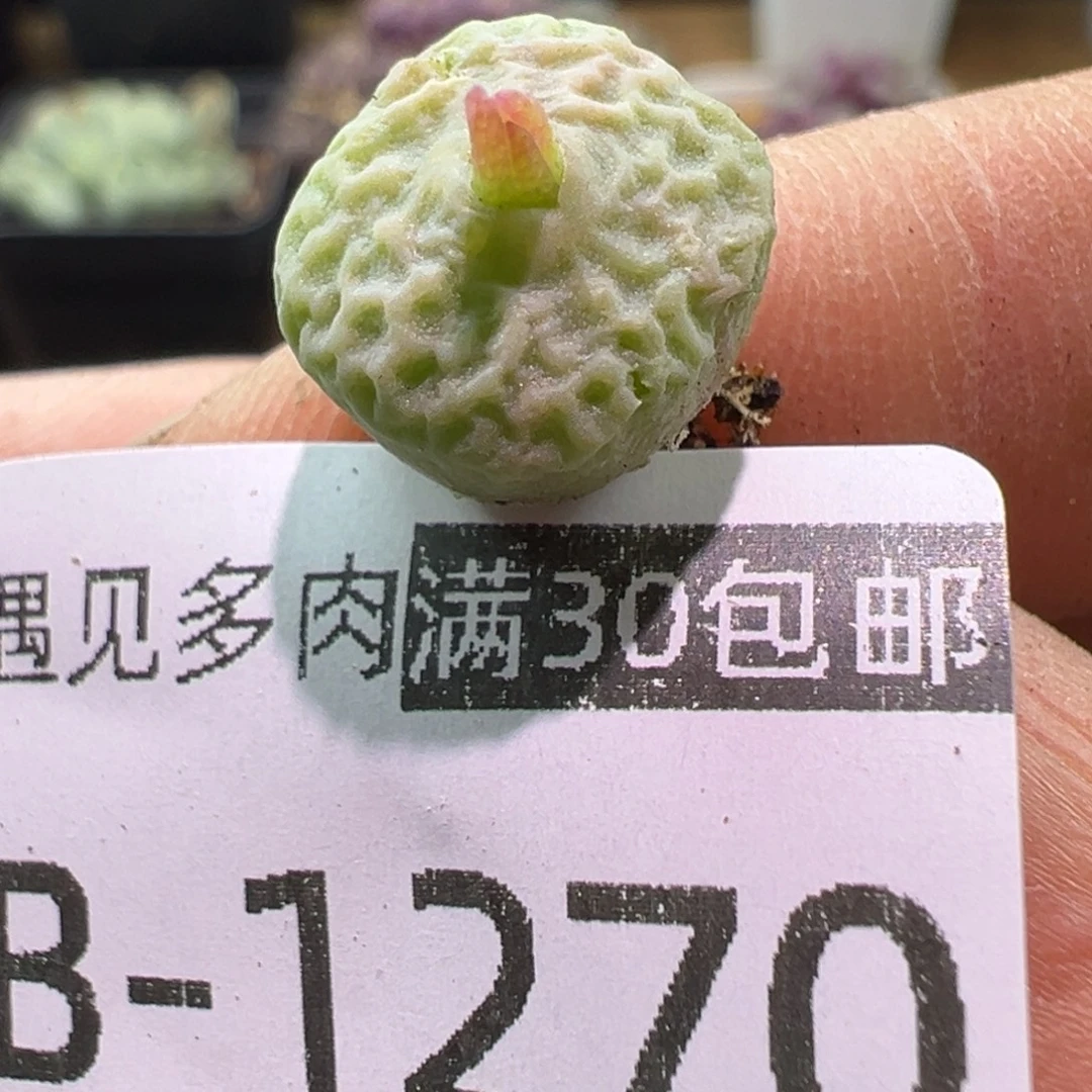 多肉植物11111111111