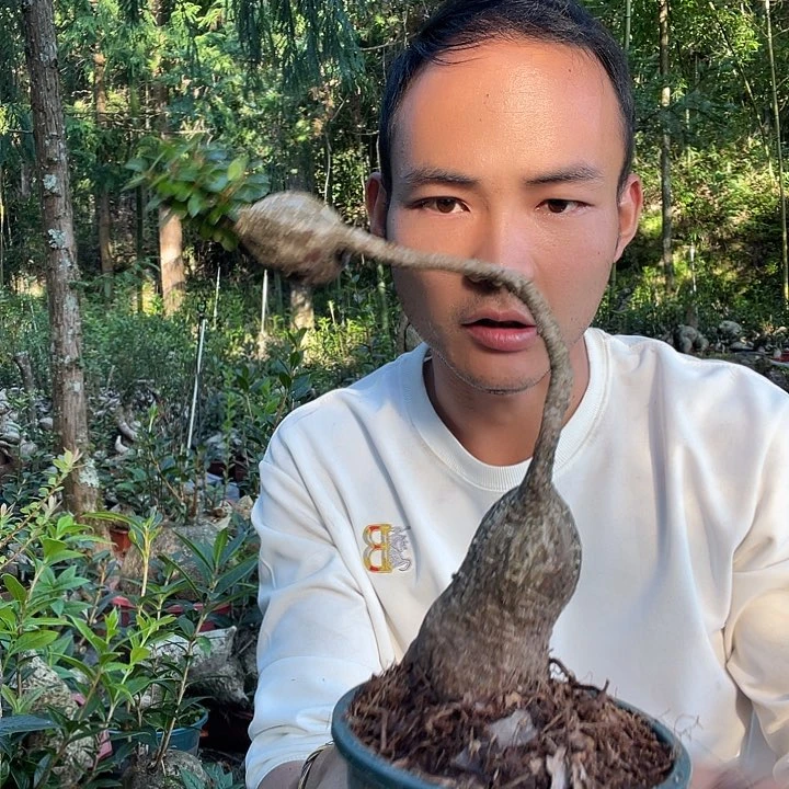 无花朵我也不知道我为什么要