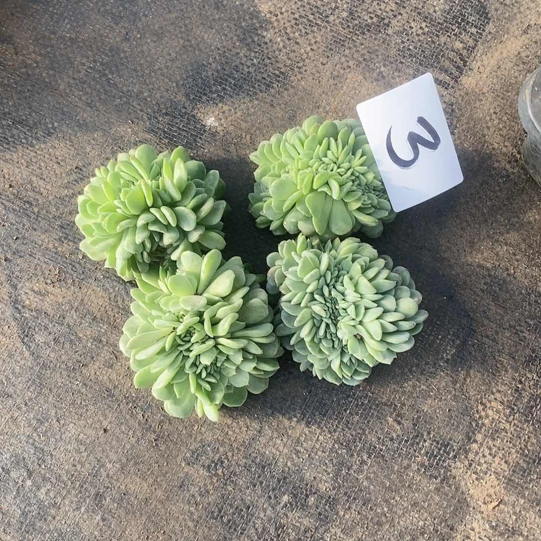 白胖子缀化自己生根3