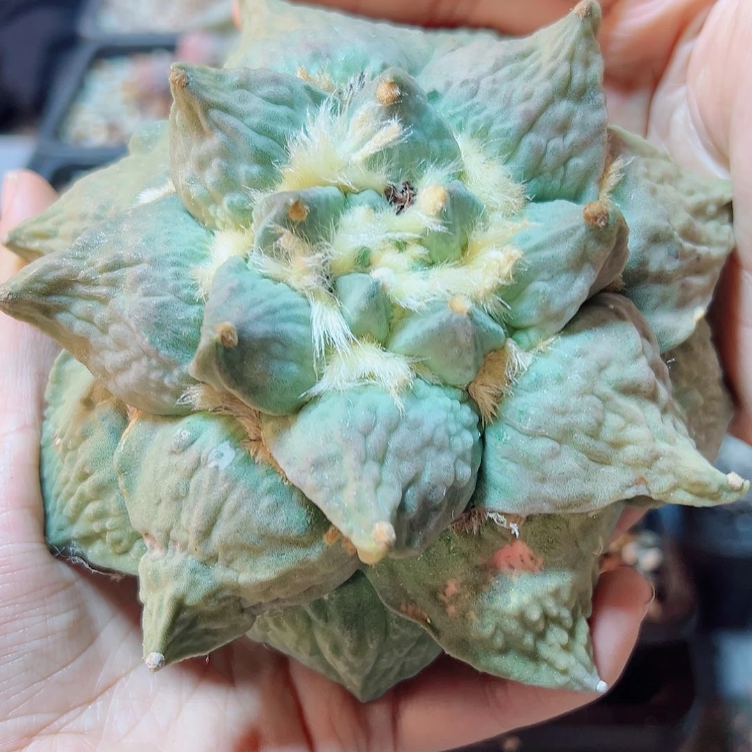 m****~12号自根怒涛13.9公分