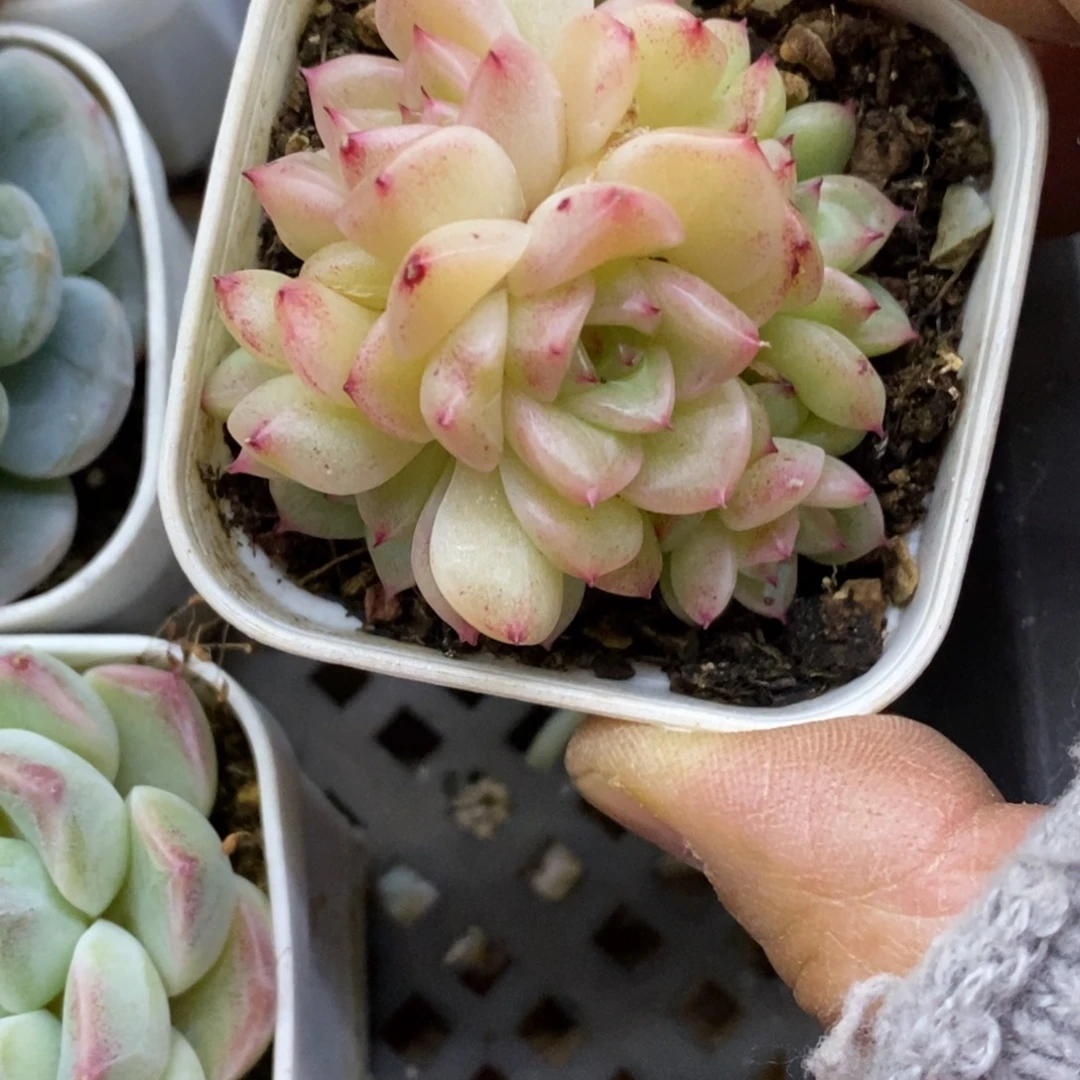 精品多肉一物一拍不包整476