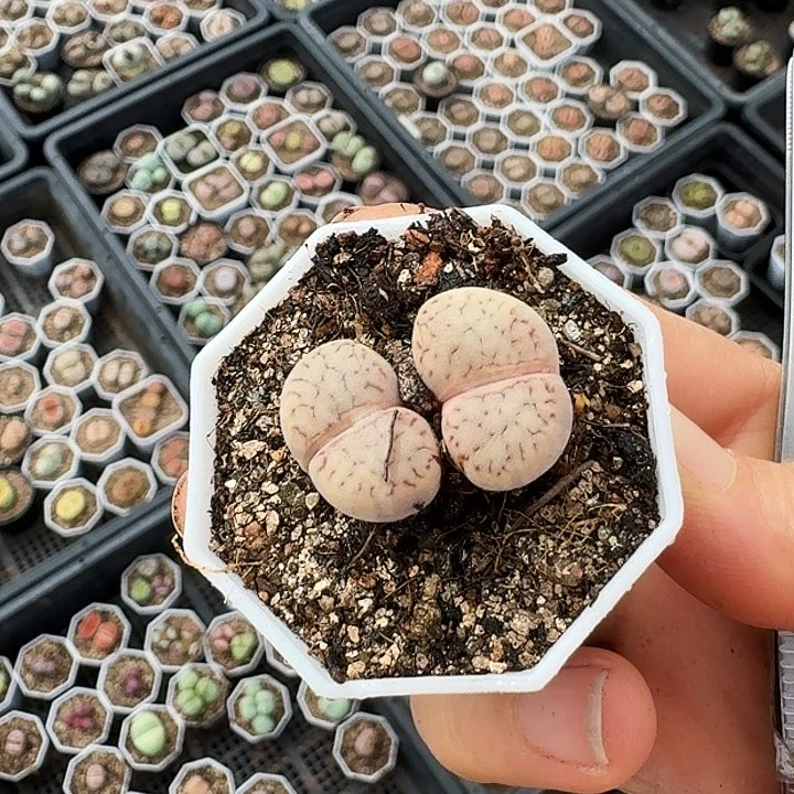 生石花1111。    126