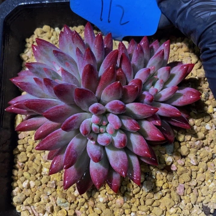 在家闲不住吗笑吐啊