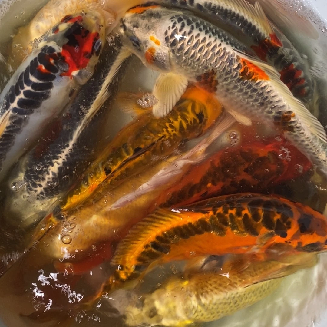 锦鲤冷水锦鲤包邮