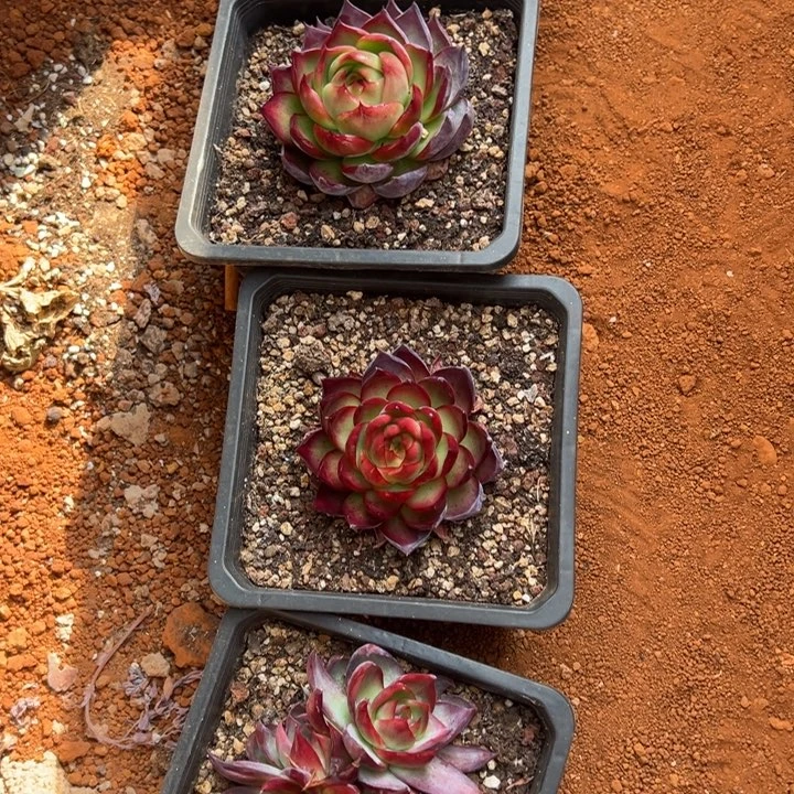 惊鸿仙子多肉植物