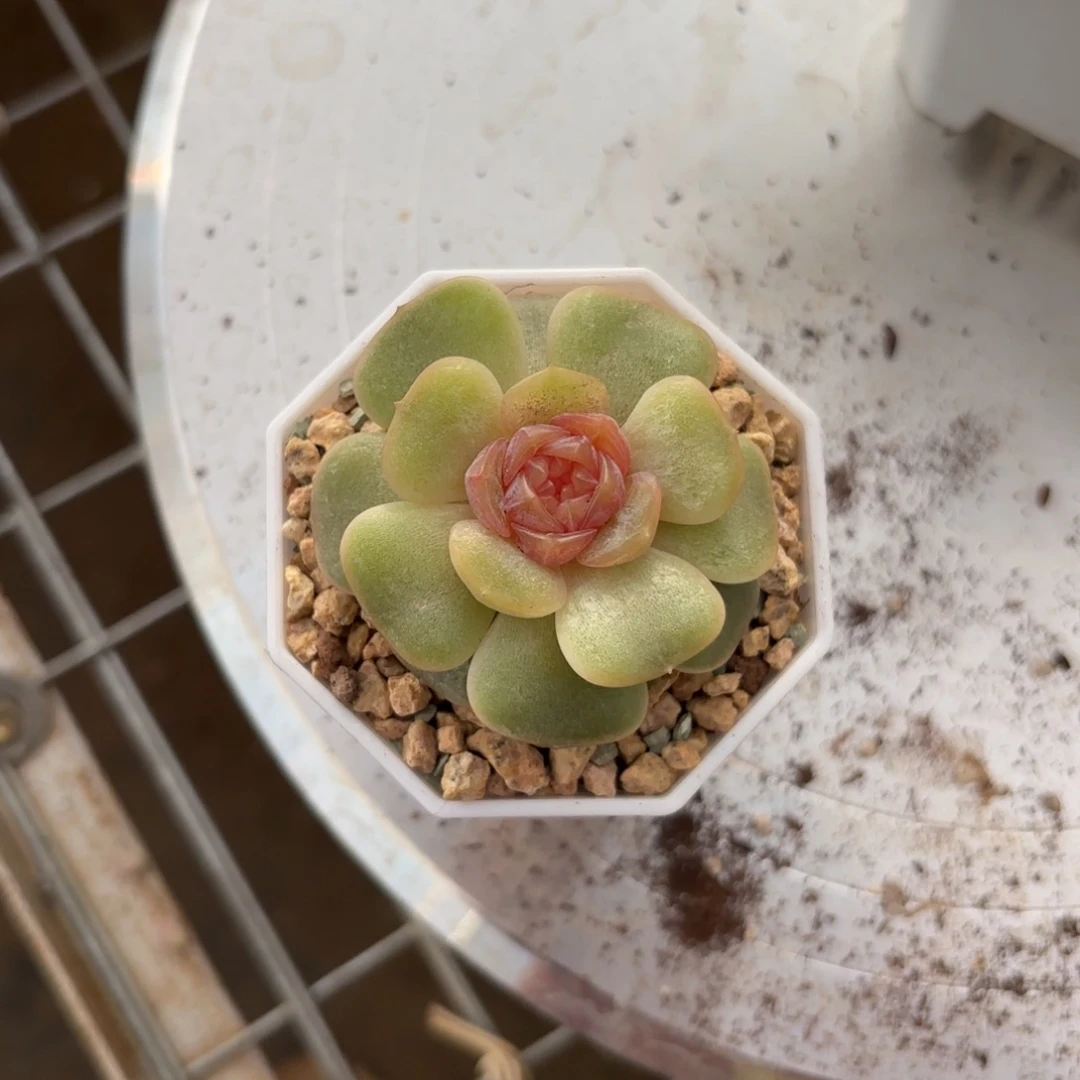 玫瑰糖心一物一拍