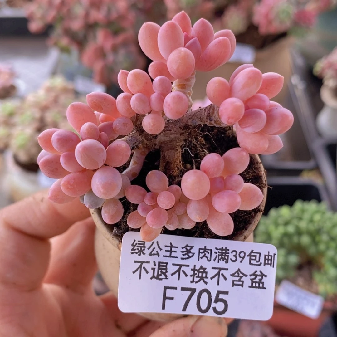 婴儿手指老桩5cm705多肉植物