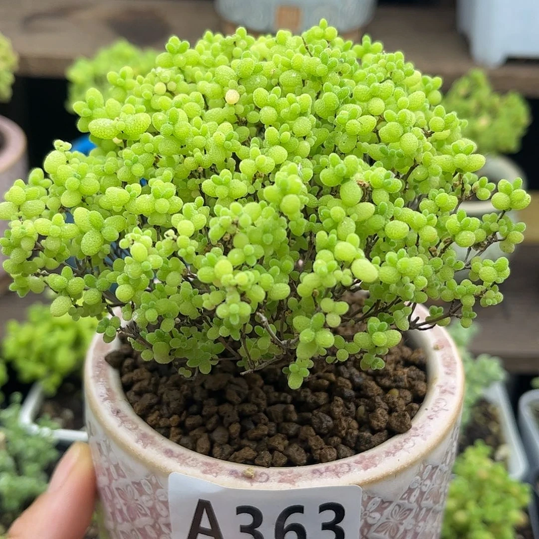 29蜜桔糖球优选枝干番杏