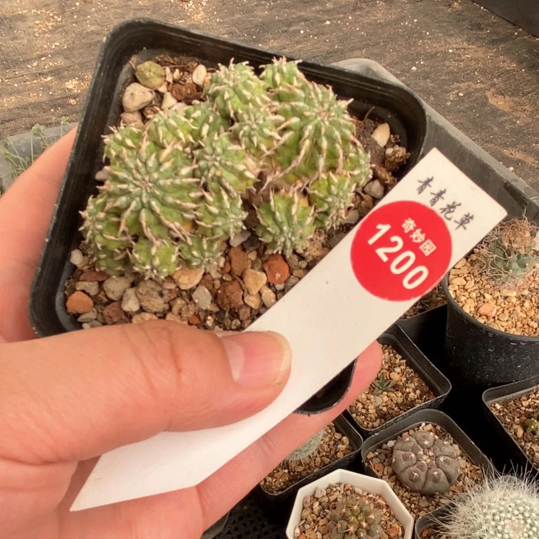 丰收大戟群一颗仙人球