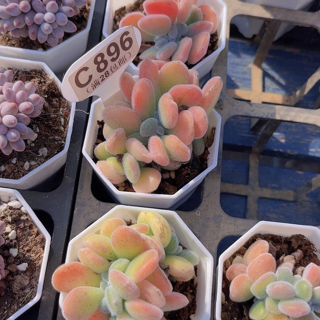 C896雪晃星一物一拍