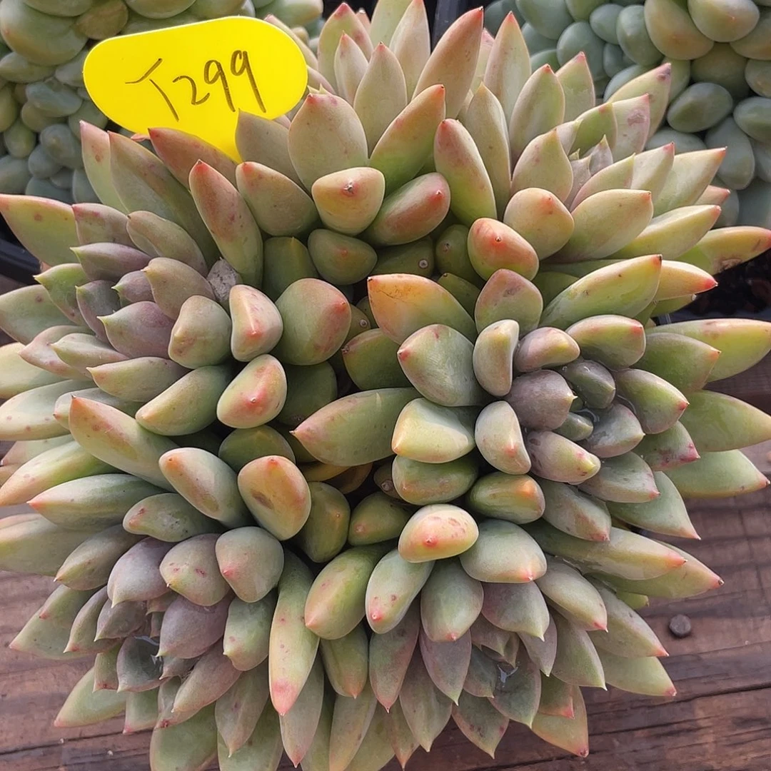 红象牙群生老桩299