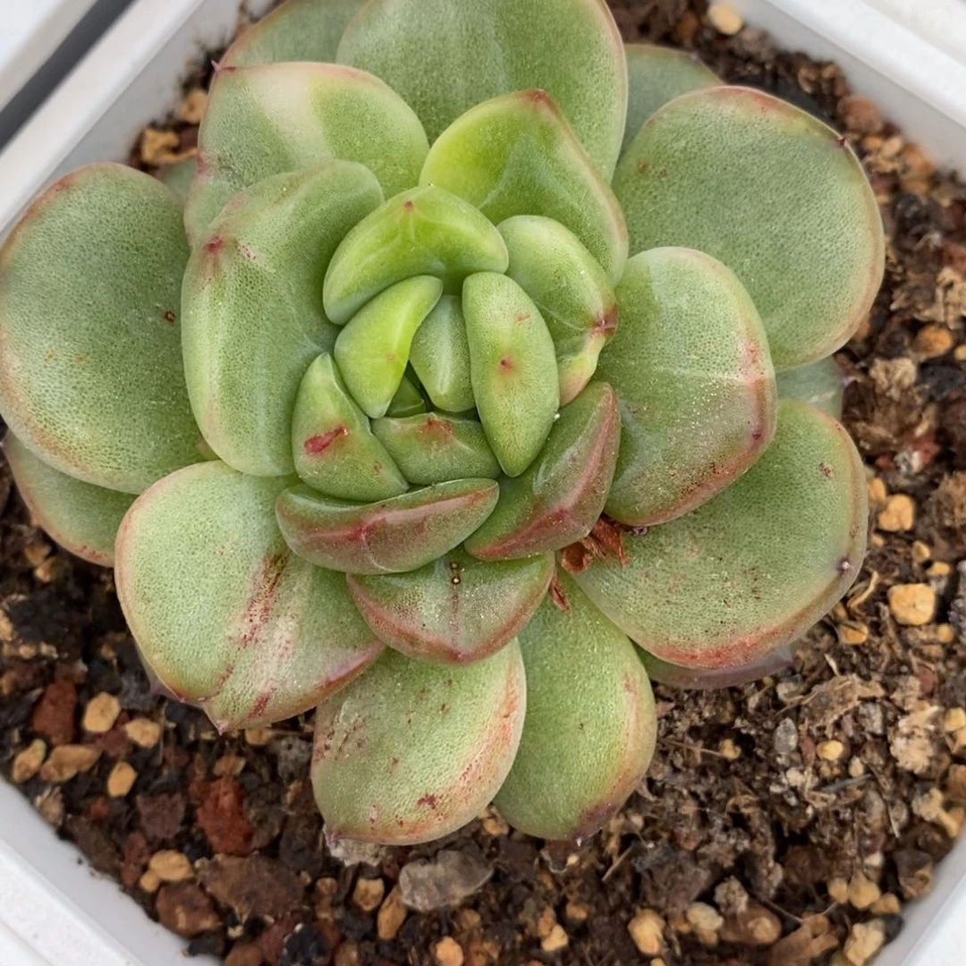 无花朵代*～珍妮锦