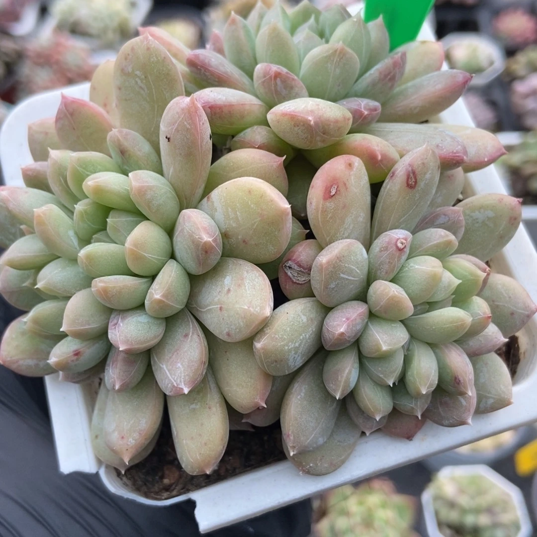 3123百搭翡翠多肉植物