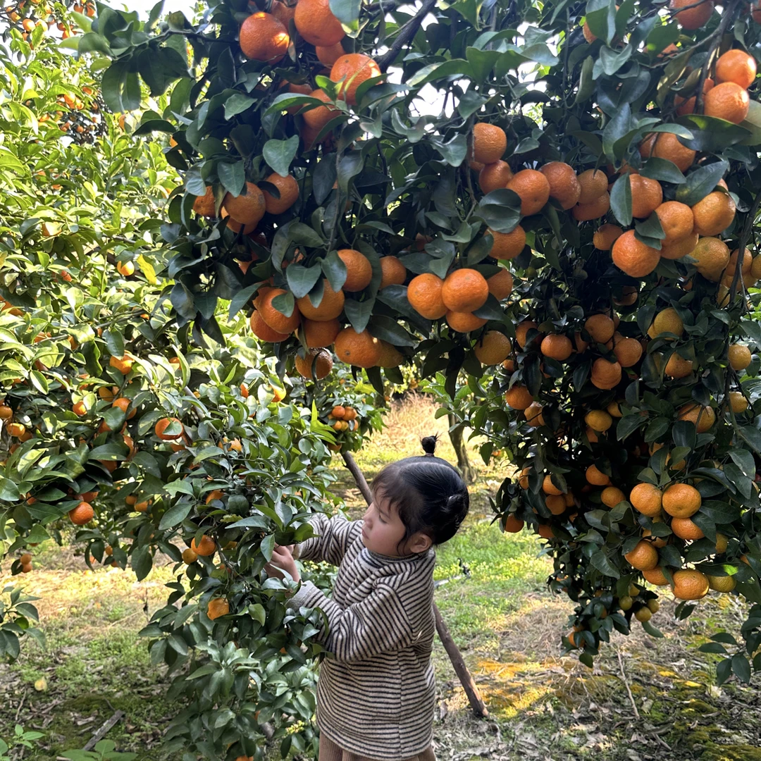 当季新鲜广西砂糖橘皮薄多汁清甜爆汁水果