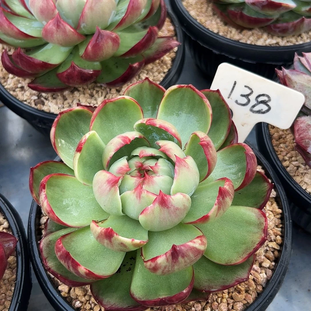 惊鸿仙子一物一拍138号