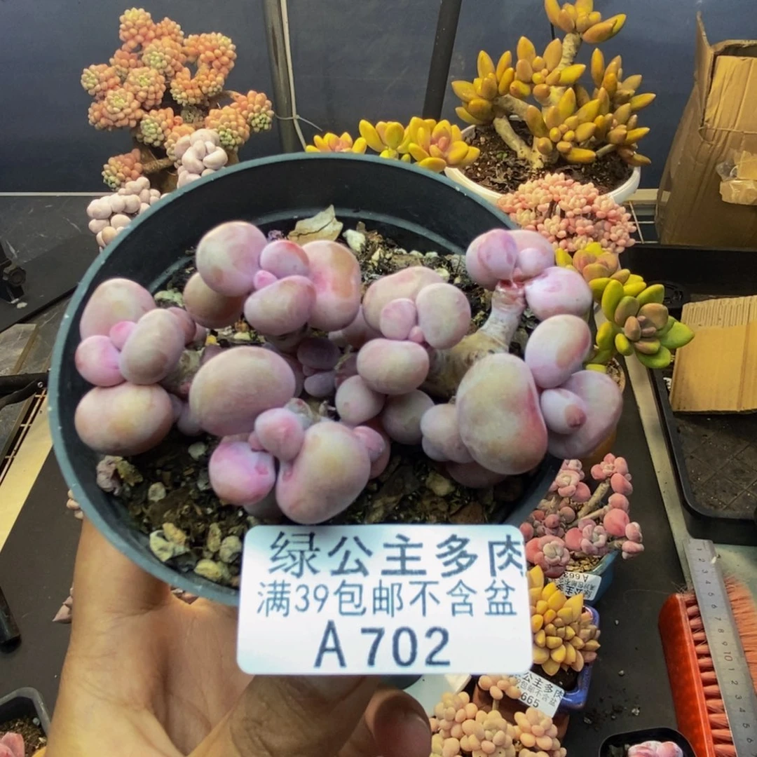 702腰子桃蛋多肉有撑头