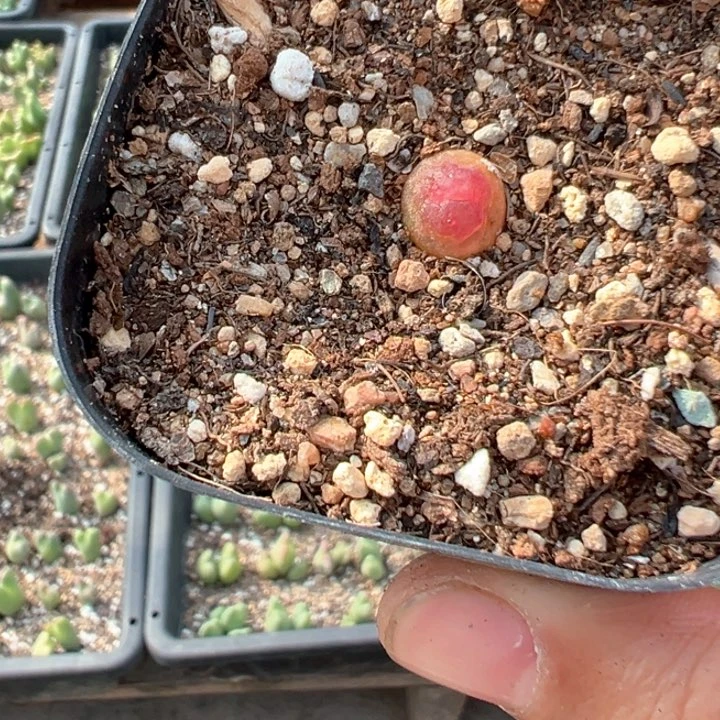 137号的找我玩多肉植物我