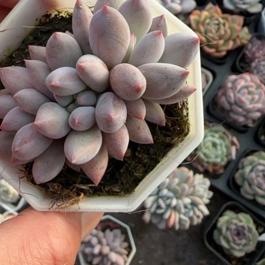 374虞美人多肉植物多