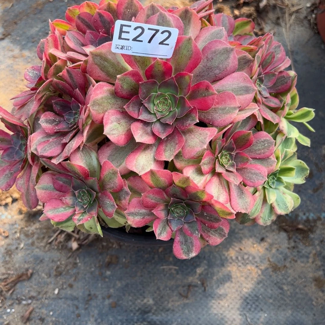 272雨荷多肉植物法师多肉