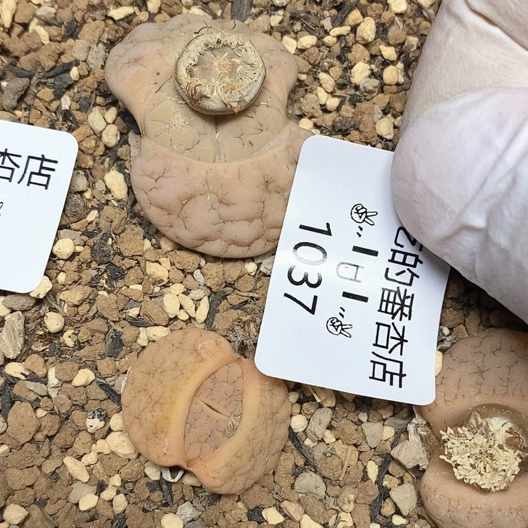 1037。零下拍保温。